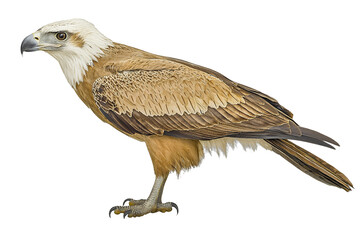 Obraz premium a picture of a large bird of prey on a transparent background, PNG image, PNG file, Generative art.
