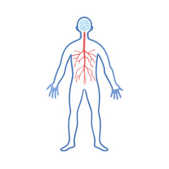  Peripheral Nervous System Anatomy Vector