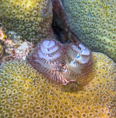 Spirobranchus giganteus, Christmas tree worms