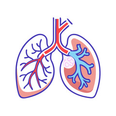  Pulmonary Circulation Anatomy Icon Design