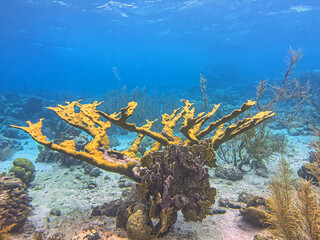 Fototapeta premium Elkhorn coral ,Acropora palmata