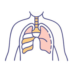  Detailed Thoracic Cavity Anatomy