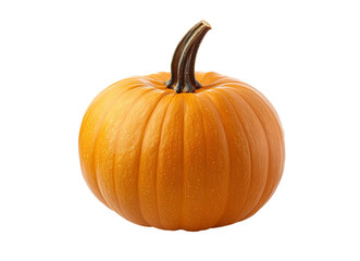 Butternut squash pumpkin