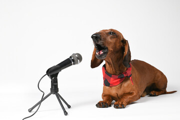 Dachshund dog singing into microphone on white background