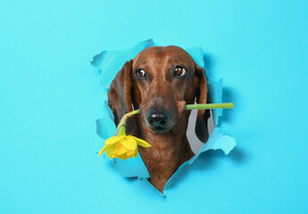 dachshund puppy with yellow flower