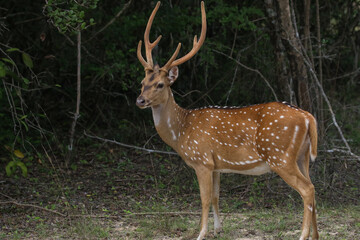 Male deer with horns in the forest