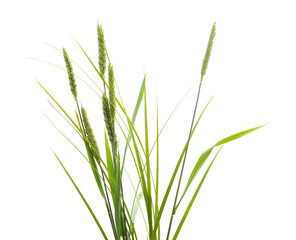 Green ears of wheat.