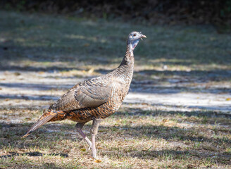 Wild American Turkey strutting on grass in Gainesville Florida.