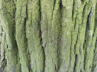 the bark of a tree in a green lichen