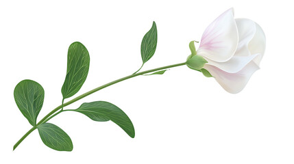 a branch of a plant with a white flower on a transparent background, PNG image, PNG file, Generative art.