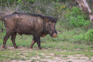 wild boar in the woods