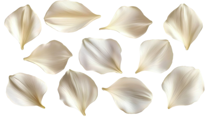 Cream Flower Petals Composition 12 Delicate Petals Isolated on Transparent Background, Floral Design Element, Petal, Flower, Cream