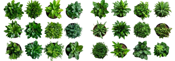 30 Top View Lush Green Potted Plants Isolated on Transparent Background, Foliage, Greenery, plants, greenery, foliage