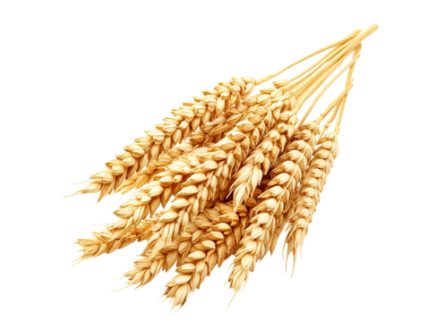 Ears of wheat
