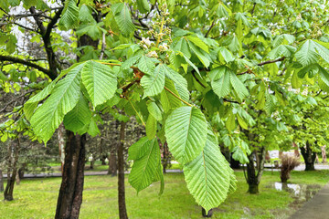 Blossoming chestnut tree in the park, bright green leaves and flowers beginning to bloom. Beautiful...