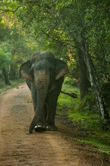 Obraz premium Wild elephant at Wilpattu, Sri Lanka