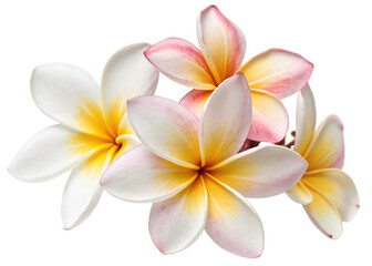 Tropical flowers frangipani plumeria isolated on transparent background Generative Ai.
