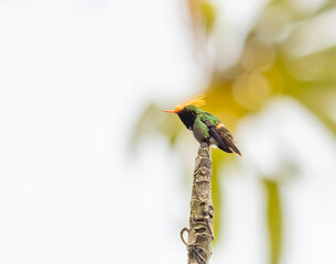Rufous Crested Coquette perched on a tree stump