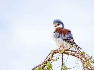 Pygmy Falcon perched on a branch in Kenya