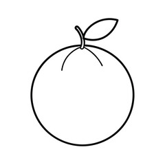 yuzu fruit line art vector illustration 