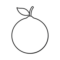 yuzu fruit line art vector illustration