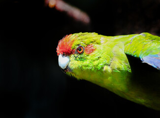 Red Crowned Parakeet also known as red fronted parakeet
