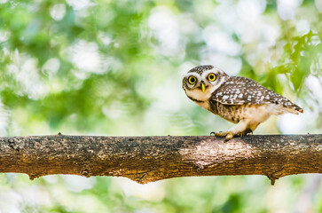 Spotted Owlet perched on a tree in India