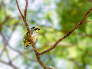 Coppersmith Barbet perched on a tree in India