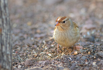 Chipping sparrow foraging on the ground in Texas