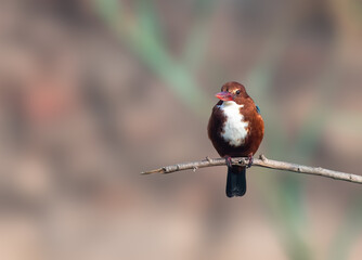 White Throated Kingfisher perched on a branch