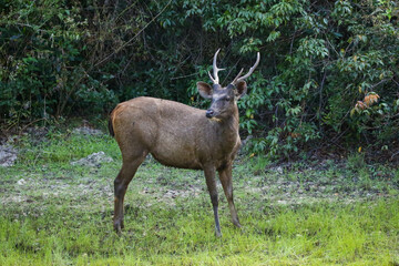 Sambar deer in the woods