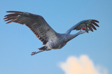 Sandhill Crane in flight