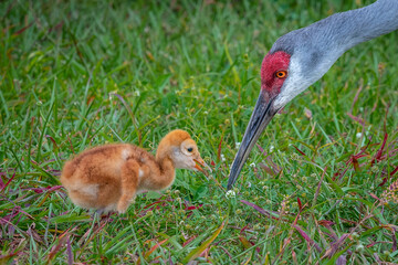Sandhill Crane   and her colt close-up