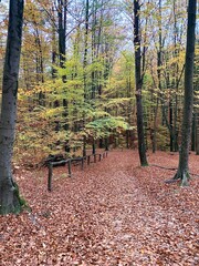 autumn in the forest path with covered by red yellow green colours of leaves so amazing and individual nature beauty in 🇺🇦 Ukraine 