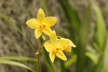 yellow orchids in spring