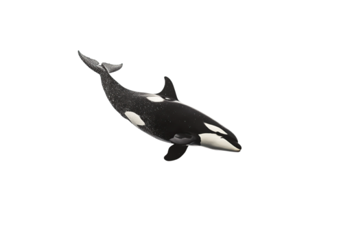 Orca fish
