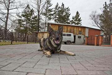 german shepherd dog