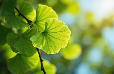Green ginkgo leaves illuminated by sunlight. Focus on texture, veins of the leaves. Summer, spring nature scene. Clear sky, bright colors, vibrant details. Fresh, organic, eco-friendly, wellness.