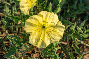 Yellow Primrose