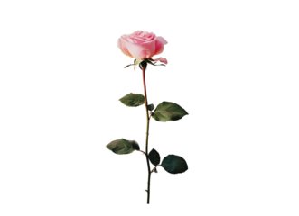 Pink rose with leaves