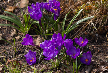 Krokusse (Crocus), Lila, Makro.