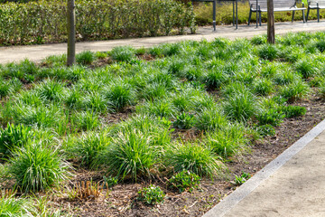 flowerbed with ornamental grasses in the urban space, along a walking path. The grasses are densely planted and well maintained.