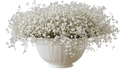 a white vase filled with lots of white flowers on a transparent background, PNG image, PNG file, Generative art.
