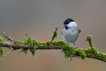 Sumpfmeise, Parus palustris, Marsh Tit