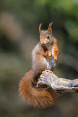 Eichhörnchen, Sciurus vulgaris, squirrel