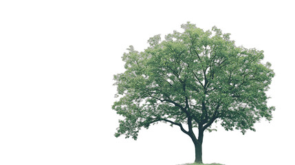 Obraz premium a green tree on a transparent background, PNG image, PNG file, Generative art.