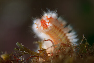 Close-up of a fire worm