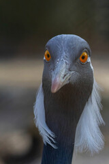 Demoiselle Crane (Grus virgo). Close up animal