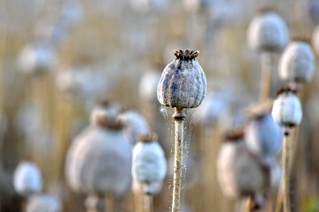 Details of ripe poppy heads. Dry poppies and stems, close-up view.