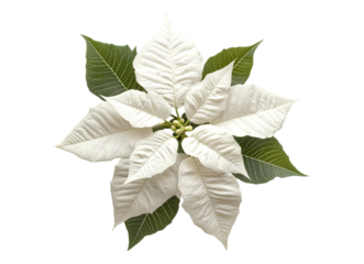 White poinsettia flower